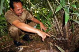 Cita-cita Kepala Desa Sawahan untuk Merintis Wisata Buah