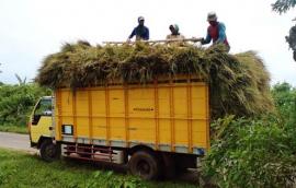 Petani Desa Sawahan Mencari Pakan Ternak Sampai Luar Daerah