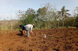 Musim Penghujan Tiba, Petani Mulai Tanam Palawija