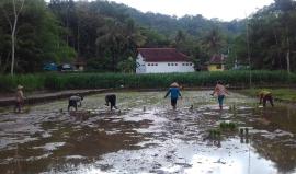 Petani Desa Sawahan Mulai Menanam Padi Sawah