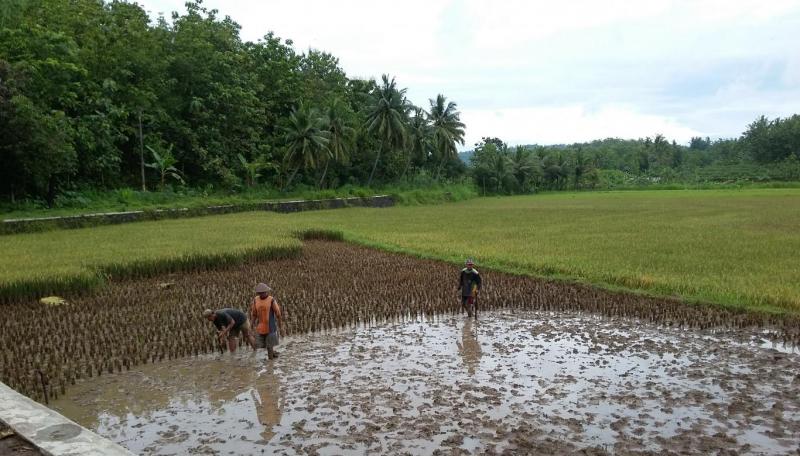 Petani Desa Sawahan Memasuki Panen Padi Sawah